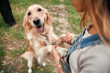 Güzel bir açık hava ortamında, neşeli bir golden retriever, sevgi dolu sahibiyle oynar, güçlü bağlarını ve yemyeşil ortamda neşeli dostluklarını sergiler, doyurucu bir sahne yaratır.