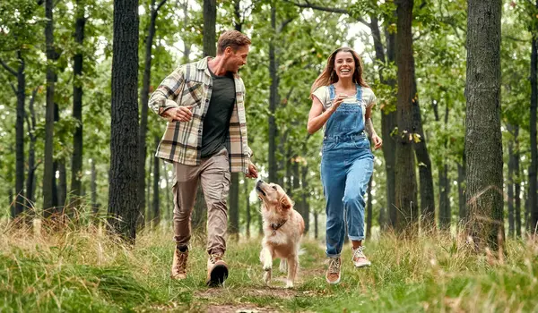 Neşeli bir çift, neşeli yeşillik ve sükunetle dolu bir ormanda neşeli Golden Retriever 'larıyla enerjik bir şekilde koşup, güzel güneşli bir günün tadını çıkarıyorlar.
