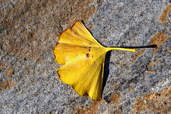 Žlutý List Perníku Žulovém Kameni Šedými Hnědými Barvami Slunci — Stock fotografie