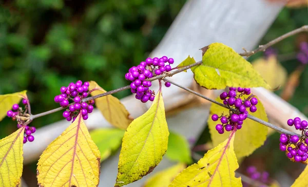 Zweig Mit Gelben Blättern Und Lila Früchten Loveperlen Der Pflanze — Stockfoto