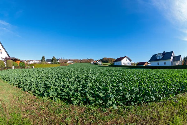 Gründüngung Mit Winterraps Auf Einem Feld Zwischen Zwei Häuserreihen Einem — Stockfoto
