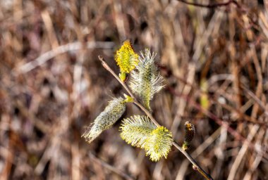 Tuna nehrinin kıyısındaki ırmak ormanındaki söğüt ağacının çiçeği Tulln, Avusturya baharda
