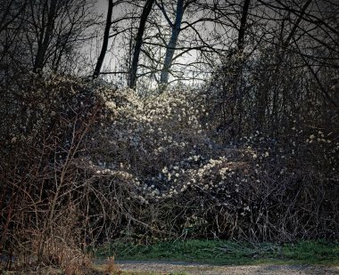 Tulln yakınlarındaki Tuna Vadisi 'ndeki ağaçların altındaki ağaçların altında kıştan ilkbahara geçiş döneminde kurak çalılıklar.