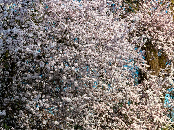 stock image tree tops with lush white blossoms in spring at sunshine