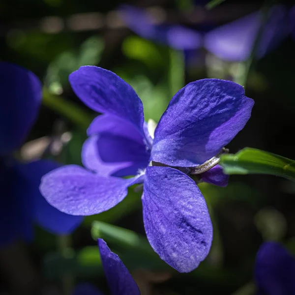 Vue Rapprochée Fleur Une Violette Soleil Printemps — Photo