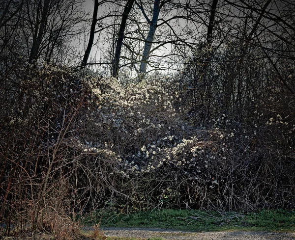 图隆附近多瑙河流域的河岸森林里 从冬天到春天的转变中 一丛丛一丛丛一丛丛的树下的干灌木 — 图库照片