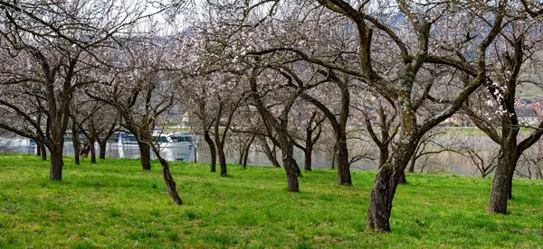 Fruktträdgård Med Gamla Blommande Aprikosträd Vid Sträckan Wachau Vid Donau — Stockfoto