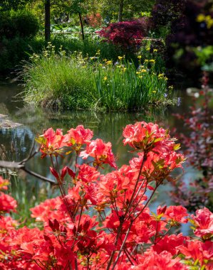 Fransa 'nın Giverny köyünde, sanatçı Claude Monet' in eski bahçesindeki Lilli göletinde kırmızı ve sarı çiçekli bitkiler