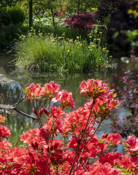 Växter Med Röda Och Gula Blommor Vid Vattnet Lilli Damm — Stockfoto