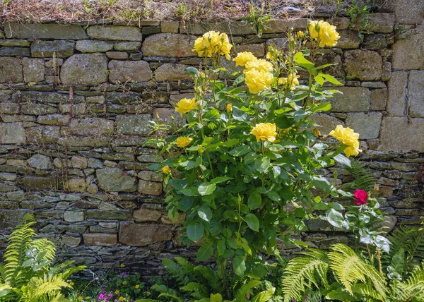 yellow flourishing roses before a wall at the ruins of the former Abbey Notre-Dame de Beauporte in the village of Paimpol in Brittany, France