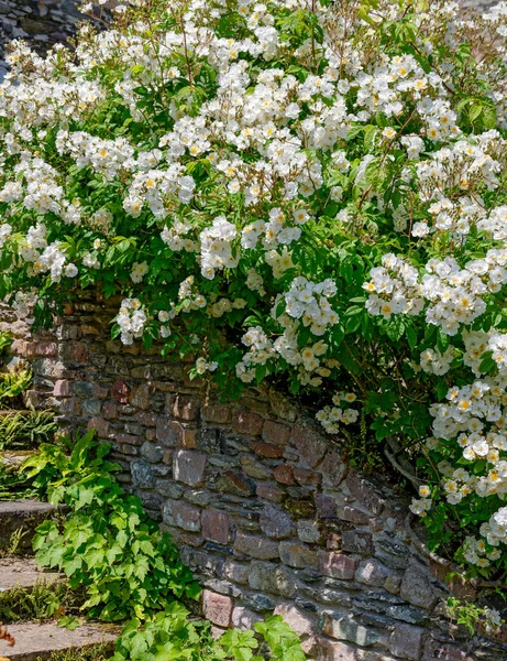 white flourishing roses on a wall at the ruins of the former Abbey Notre-Dame de Beauporte in the village of Paimpol in Brittany, France