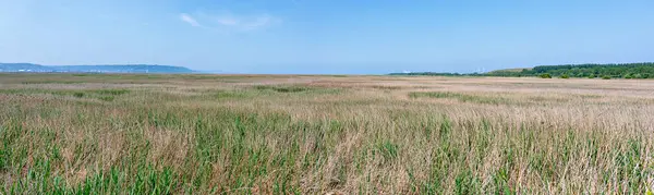 Панорамне Зображення Трав Янистого Ландшафту Природному Заповіднику Березі Річки Сени — стокове фото