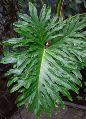 Güney Amerika 'dan büyük yeşil bir Philodendron undulatum yaprağı.