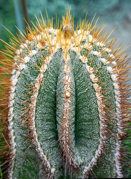 Kaktus Astrophytum Ornatum Från Mexiko — Stockfoto