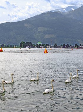  Zell 'de Avusturya' nın Pinzgau kentindeki göl üzerindeki yarışmada yüzücüler ve kuğular Zeller Gölü 'nde 