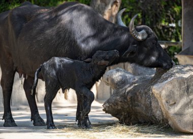 Su bufalosu anne ve yeni doğmuş genç bir dişi yan yana duruyor.