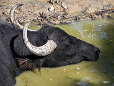 Yeşil sularda yatan, gözleri kapalı bir bufalonun başı.