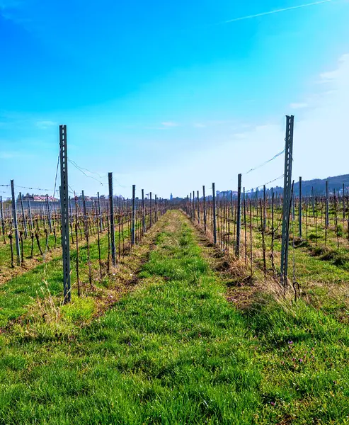 stock image view along the rows of grapevines before bud burst at spring until the spa village of Bath Voeslau, Austria