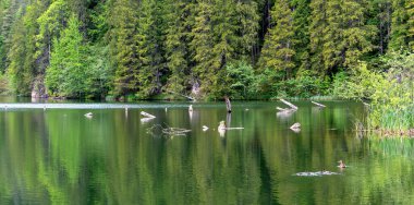 Romanya 'nın doğal bir baraj gölü olan Transilvanya' daki Harghita yakınlarındaki sözde 