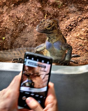 Visitor in a zoo trying to take a photo of an iguana in a terrarium with his mobil phone, Austria clipart