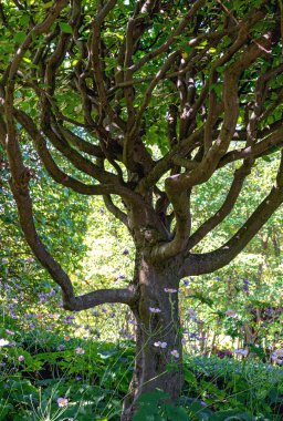 Avusturya 'nın Tulln kentindeki bir süs bahçesinde güneşli bir günde gölge veren büyük bir Avrupa boynuz kirişi ağacı.