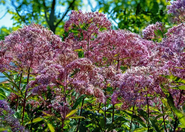 stock image lilac compound inflorescence of a joe-pye weed (purple water dost) at sunshine in an ornamental garden in Tulln, Austria