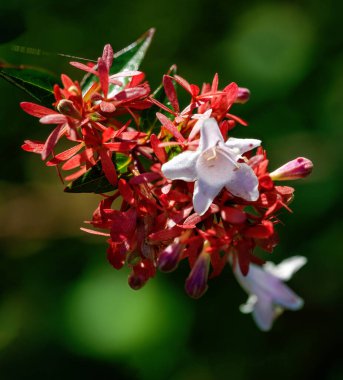 Avusturya 'nın Tulln kentinde beyaz çiçekli ve kırmızı yapraklı bir abelia' nın kabartma görüntüsüne yakın.