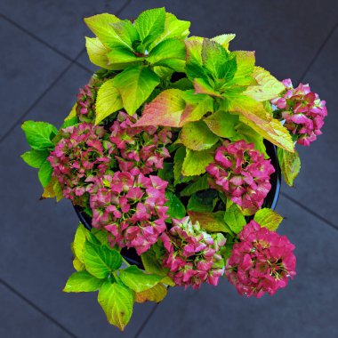 top view on a colorful autumn colouring of  a native white flourishing bigleaf hydrangea plant in a flowerpot, Austria clipart