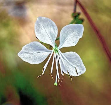 near view of a white blossom of a white gaura at sunshine in Tulln, Austria clipart