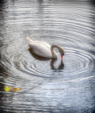  swan on the water amidst concentric waves in the light of the evening sun at the water park of Tulln, Austria clipart