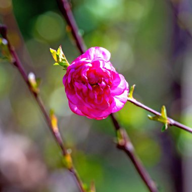 Avusturya 'nın Tulln kenti yakınlarındaki ilkbaharda gün ışığında çiçek açan badem (Prunus triloba) pembe çiçekleri