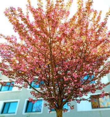 Pembe bir badem ağacının tepesinde İlkbaharda Avusturya 'da gün ışığında