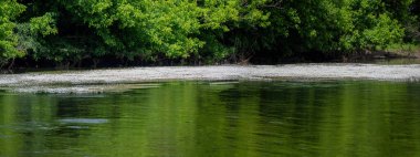 Perigord, Fransa 'da La Roque-Gageac yakınlarındaki Dordogne Nehri' nde beyaz çiçekler yüzer.