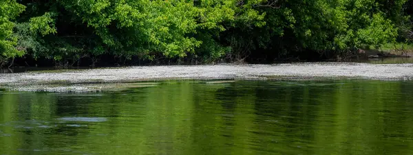 Perigord, Fransa 'da La Roque-Gageac yakınlarındaki Dordogne Nehri' nde beyaz çiçekler yüzer.
