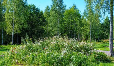 İsveç 'in Smaland bölgesindeki bir ormanda çiçek açan bir tepe.