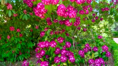 Harika bir botanik bahçesi çiçekleri ve bitki arka planından oluşan fantastik bir manzaraya doğru bir tur..