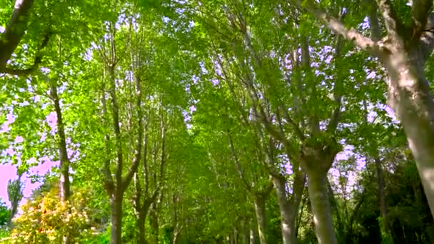 Caminhando Entre Grandes Árvores Sob Uma Cúpula Vegetação Formada Pelos — Vídeo de Stock