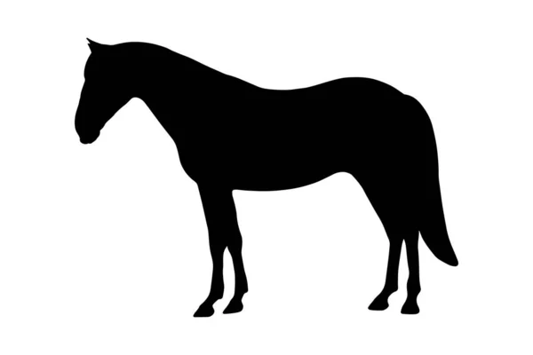Horse Animal Silhouette Shadow Shape Isolated White Background Black Simple — Stock Vector