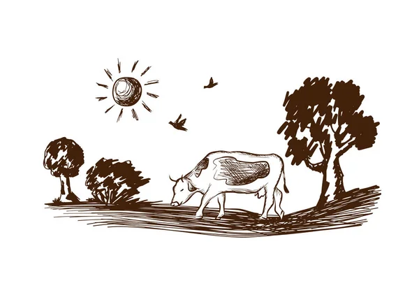 Αγελάδα Μασώντας Γρασίδι Διάνυσμα Ρετρό Σκίτσο Λιβάδι Γρασίδι Λοφώδες Τοπίο — Διανυσματικό Αρχείο