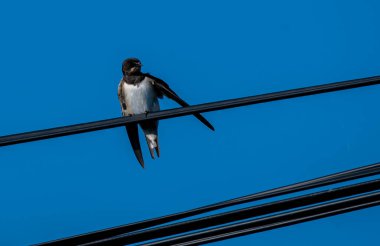 Vahşi doğa, uçan kuşlar, gri vinç, kuş, vahşi hayvanlar.