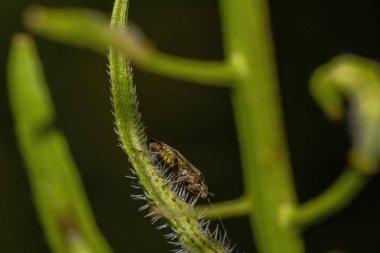 Vahşi doğa, uçan kuşlar, gri vinç, kuş, vahşi hayvanlar.