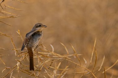 Vahşi doğa, uçan kuşlar, gri vinç, kuş, vahşi hayvanlar.