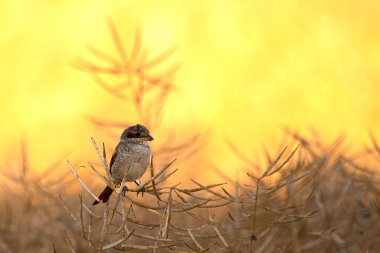 serçe kuş çimlerin üzerinde.