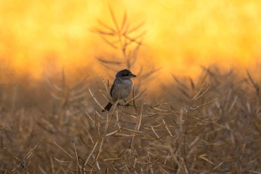 Sonbahar sabahında kuş.