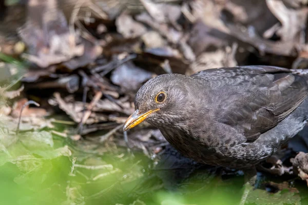 close up of common blackbird in the forest