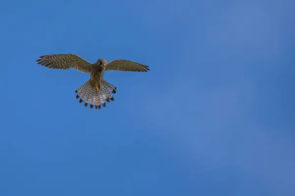 hawk bird flying in the sky