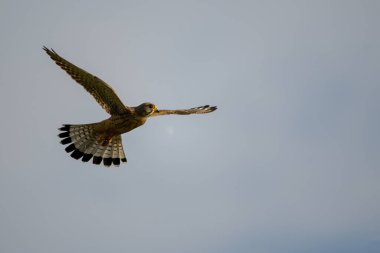 kırmızı kulaklı baykuş mavi kanatlı