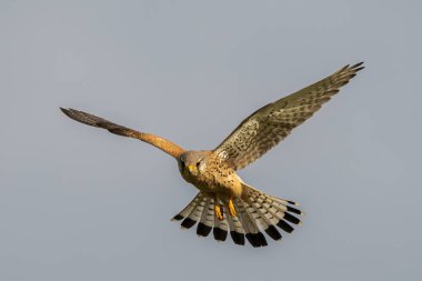 Kuş uçuyor, doğa arka planı