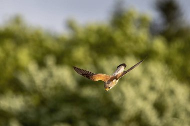 Bir ağacın arka planında bir kuş.