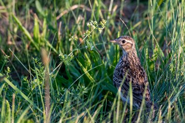Çimenlikteki bir kuşun yakın plan çekimi.
